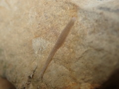 Helobdella stagnalis