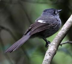 Trochocercus cyanomelas