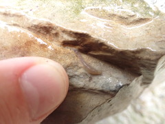 Helobdella stagnalis