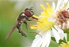 Platycheirus obscurus