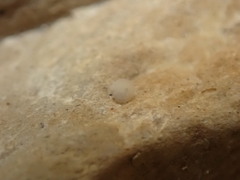 Helobdella stagnalis