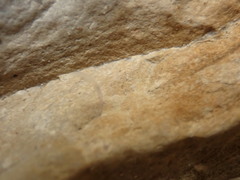 Helobdella stagnalis