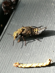 Ontholestes tessellatus