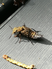 Ontholestes tessellatus