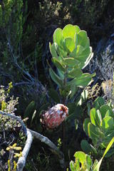 Protea speciosa