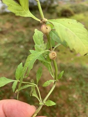 Neolasioptera lycopi