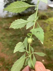 Neolasioptera lycopi