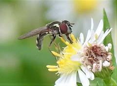 Platycheirus obscurus