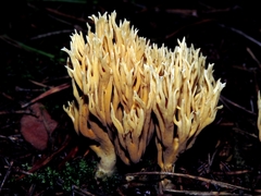 Phaeoclavulina eumorpha