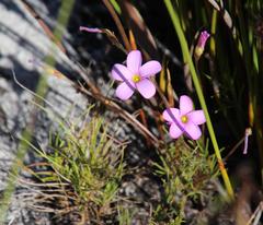 Oxalis polyphylla polyphylla