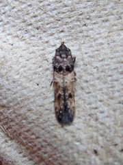 Walshia miscecolorella