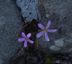Oxalis polyphylla polyphylla