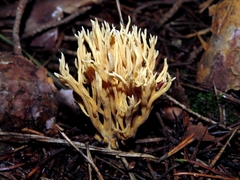Phaeoclavulina eumorpha