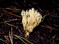 Phaeoclavulina eumorpha