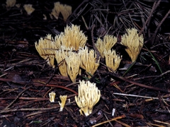 Phaeoclavulina eumorpha