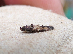 Walshia miscecolorella