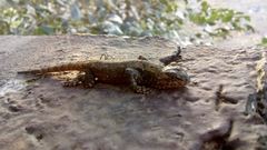 Sceloporus anahuacus