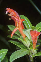 Columnea glabra