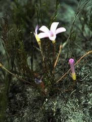 Oxalis polyphylla polyphylla
