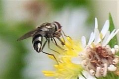 Platycheirus obscurus