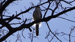 Accipiter cooperii