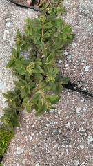 Euphorbia hirta image