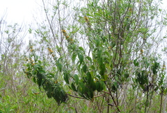 Buddleja stachyoides