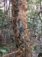 Commiphora neglecta