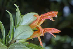 Columnea glabra