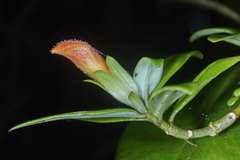 Columnea glabra