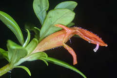 Columnea glabra