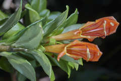 Columnea glabra