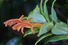 Columnea glabra