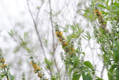 Buddleja stachyoides