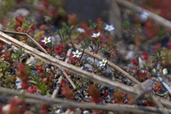 Leptosiphon pygmaeus