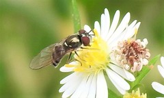 Platycheirus obscurus