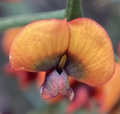 Daviesia flexuosa