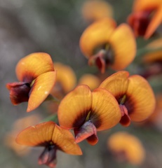 Daviesia flexuosa