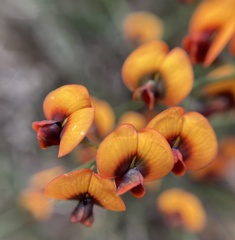 Daviesia flexuosa
