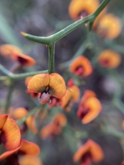 Daviesia flexuosa