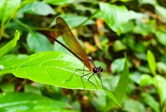 Hetaerina cruentata