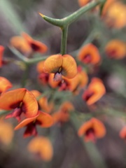 Daviesia flexuosa