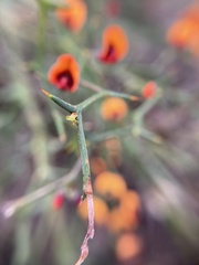 Daviesia flexuosa