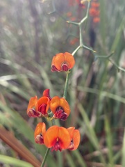 Daviesia flexuosa