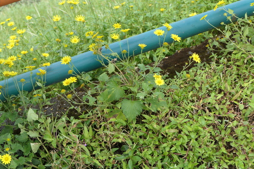 Harvan (Senecio bombayensis)