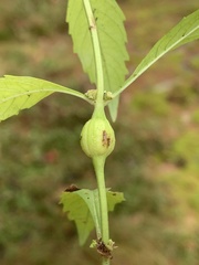 Neolasioptera lycopi