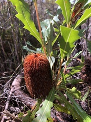 Banksia quercifolia
