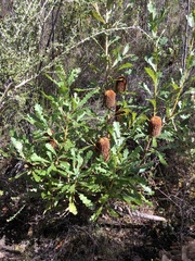 Banksia quercifolia