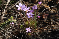 Oxalis polyphylla polyphylla