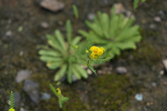 Cyathocline lutea